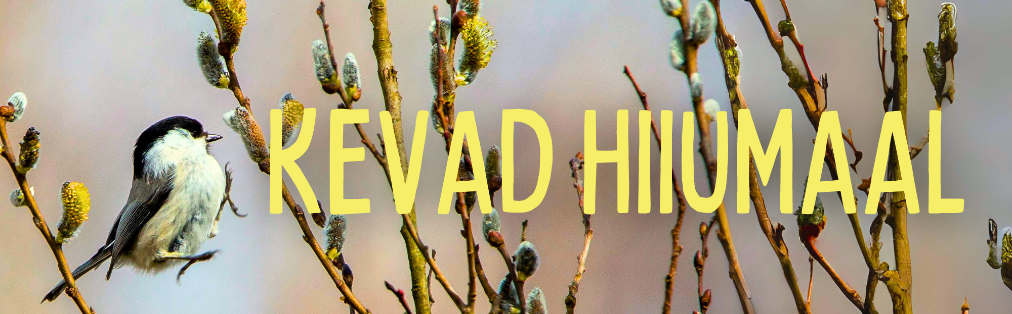 KEVAD 24 - Restoranide nädal - Kodulehe päis KEVAD 24 - Restoranide nädal - Kodulehe päis