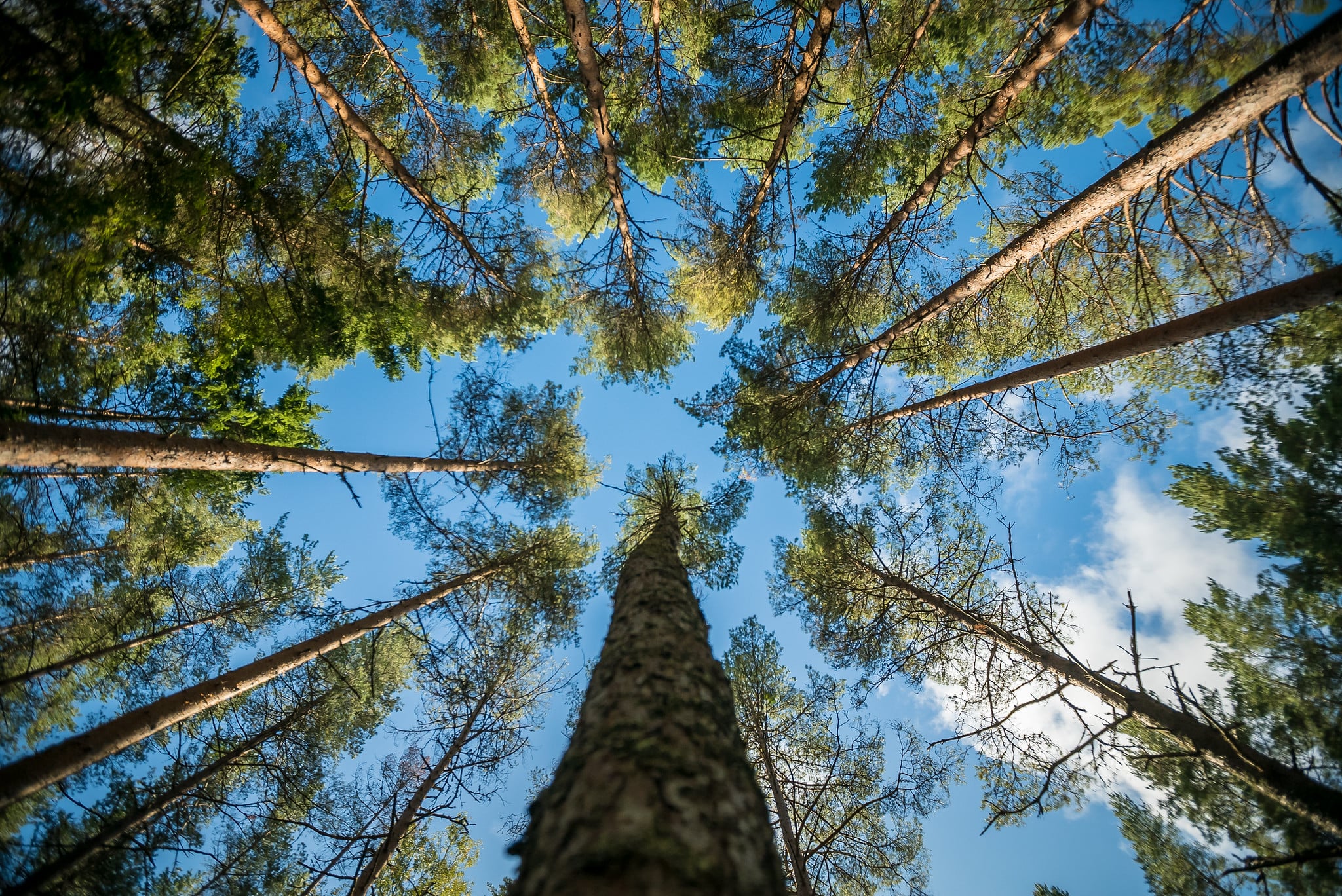 Hiiumaa mets