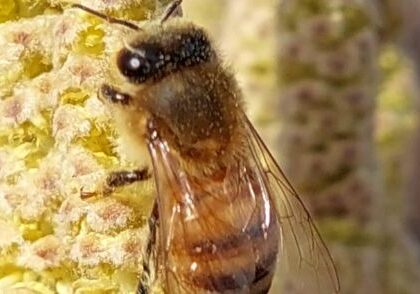 mesilane mesilane